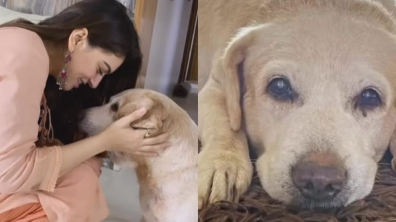 Hansika Motwani pens a heartfelt birthday wish for her late pet dog “Bruzo”