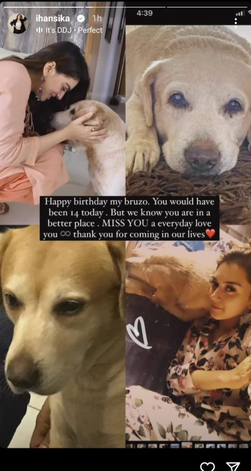 Hansika Motwani pens a heartfelt birthday wish for her late pet dog “Bruzo” 870910