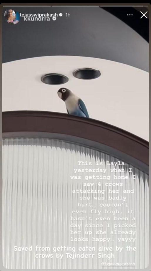 Animal Lover: Karan Kundrra And Tejasswi Prakash's Cute Interaction With Blue Lovebird 907166