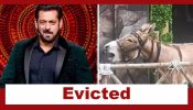 Bigg Boss 18: Donkey Gadhraj evicted from the house after PETA and PFA’s intervention