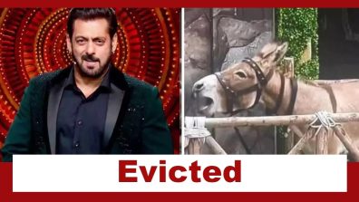 Bigg Boss 18: Donkey Gadhraj evicted from the house after PETA and PFA’s intervention