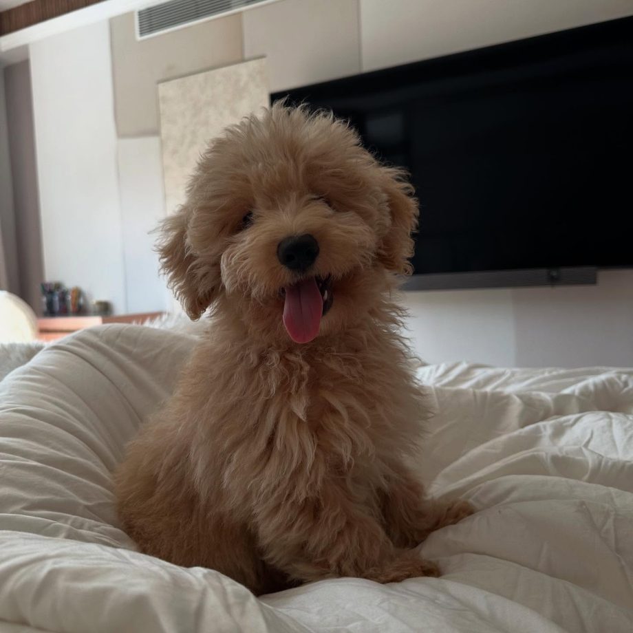 Ananya Panday Shares Adorable Moments with Her Furry Friend on Instagram 948387