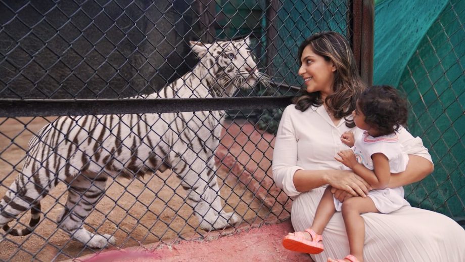 A Tigress Named Klin Kaara After Ram Charan’s Daughter on Her 2nd Birthday 952646