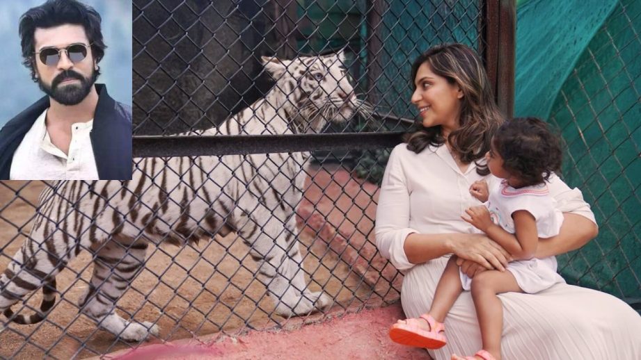 A Tigress Named Klin Kaara After Ram Charan’s Daughter on Her 2nd Birthday 952647
