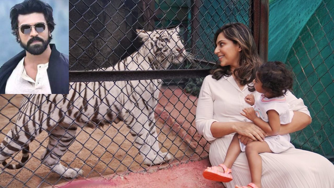 A Tigress Named Klin Kaara After Ram Charan’s Daughter on Her 2nd Birthday 952647