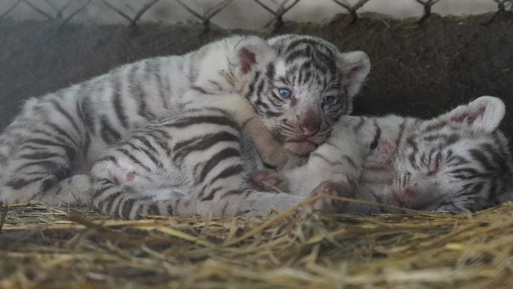 A Tigress Named Klin Kaara After Ram Charan’s Daughter on Her 2nd Birthday 952645