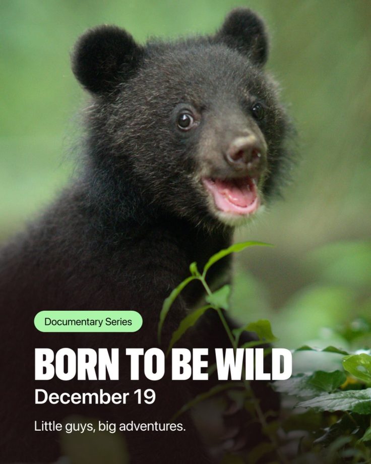 OTT Releases This Week: What’s New on Your Favourite Platforms 978465