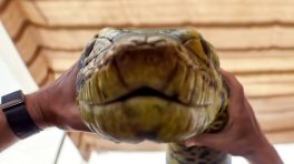 Anaconda Day 15 Box Office Collection: Film Maintains Steady Pace in Third Week