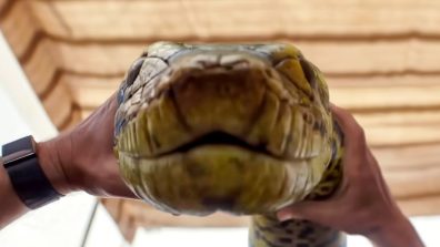 Anaconda Day 15 Box Office Collection: Film Maintains Steady Pace in Third Week