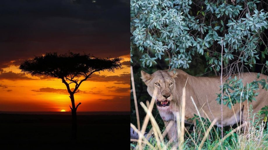 Sara Tendulkar Shares Dreamy Masai Mara Bridal Shower Moments for Bhabhi-to-Be Saniya 988051