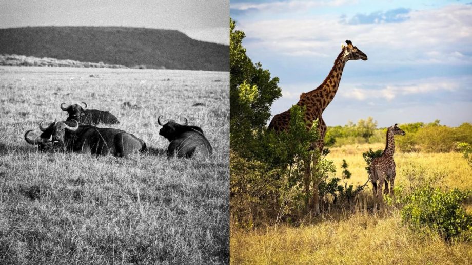 Sara Tendulkar Shares Dreamy Masai Mara Bridal Shower Moments for Bhabhi-to-Be Saniya 988053