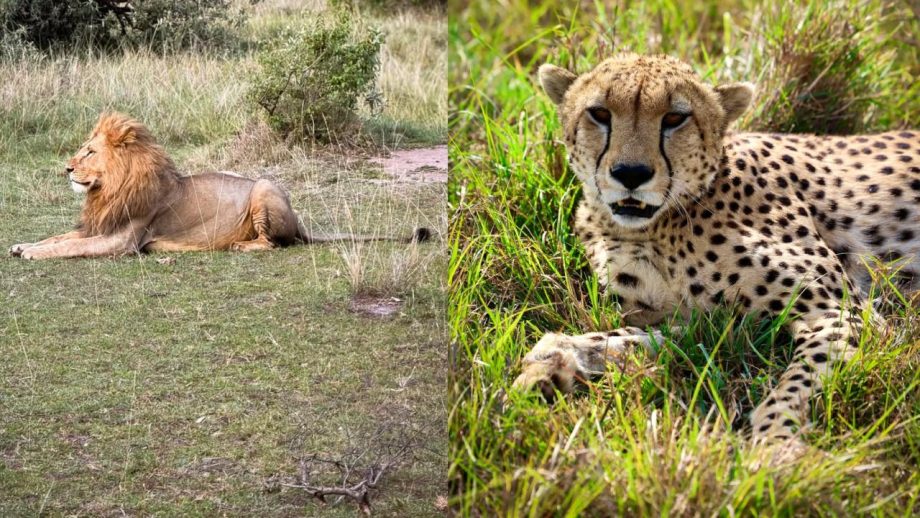 Sara Tendulkar Shares Dreamy Masai Mara Bridal Shower Moments for Bhabhi-to-Be Saniya 988055