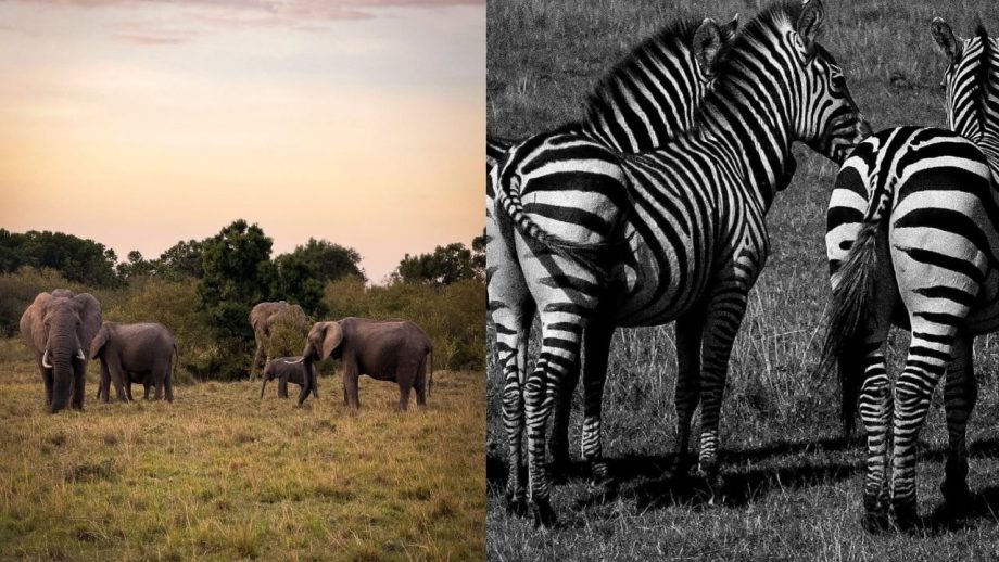 Sara Tendulkar Shares Dreamy Masai Mara Bridal Shower Moments for Bhabhi-to-Be Saniya 988056