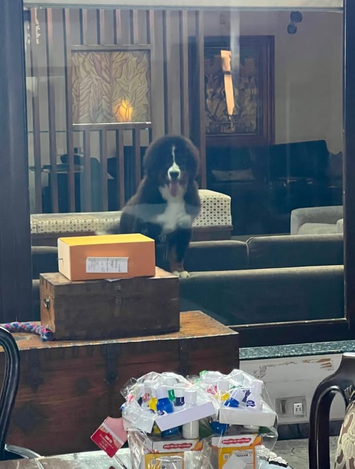 Jr NTR Shares First Picture After Surgery, Mourns Beloved Dog Bagheera's Demise 1